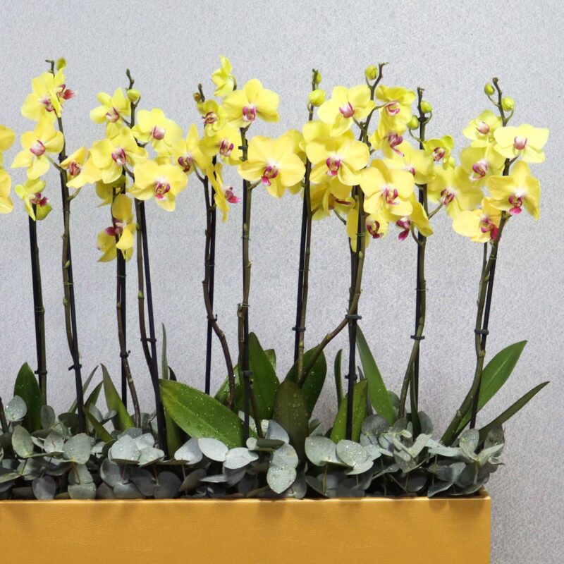Yellow & Gold - Image 2
