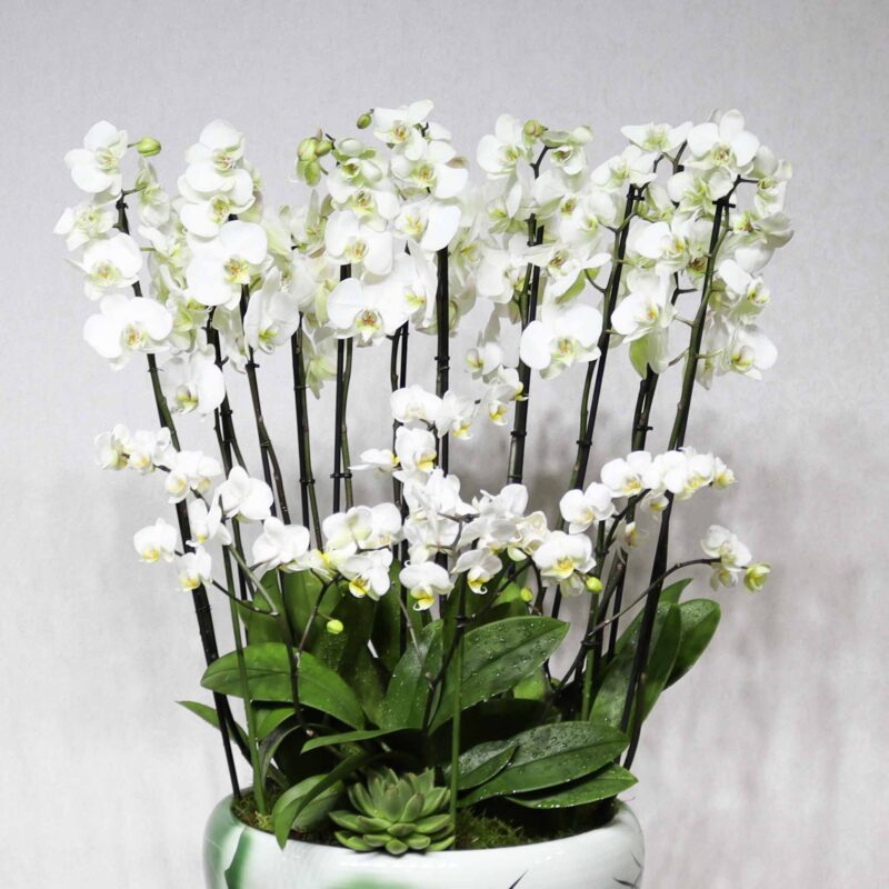 White Combo - Image 2