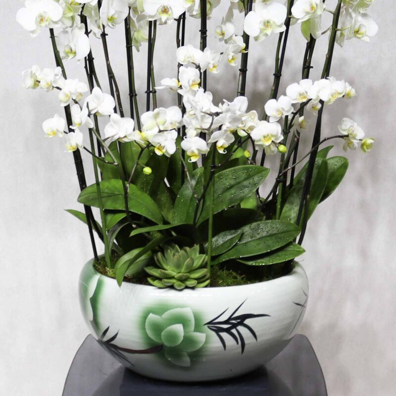 White Combo - Image 3