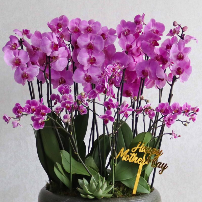 Pink Combo - Image 2