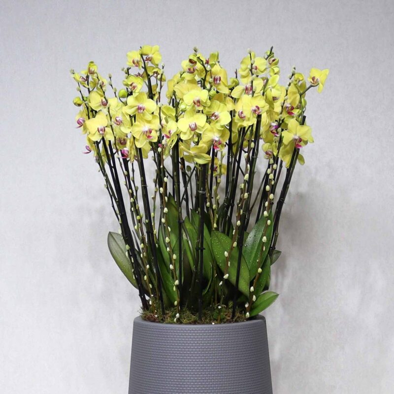 Blooming Yellow - Image 2