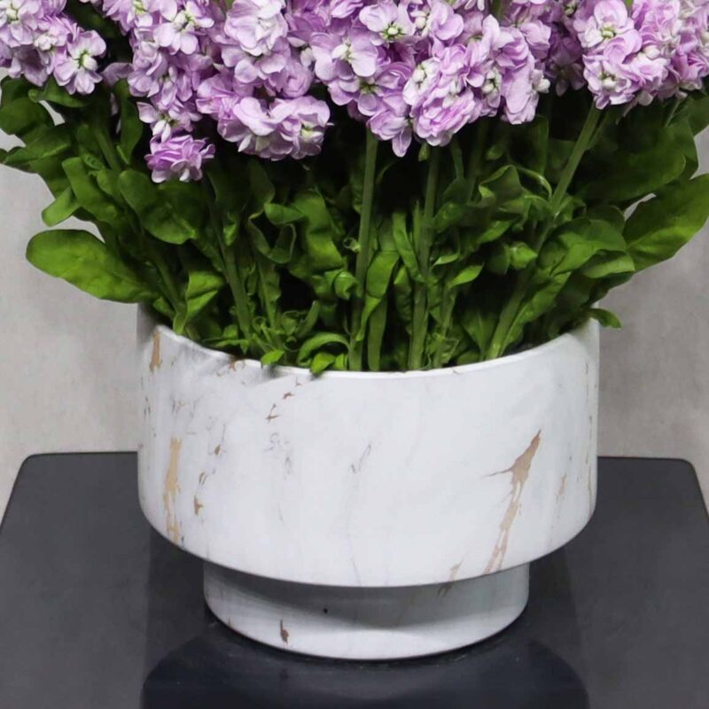Matthiola Bloom - Image 3