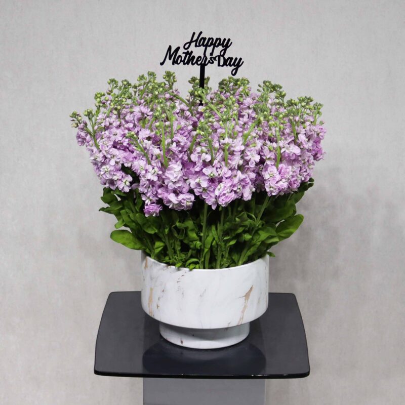 Matthiola Bloom