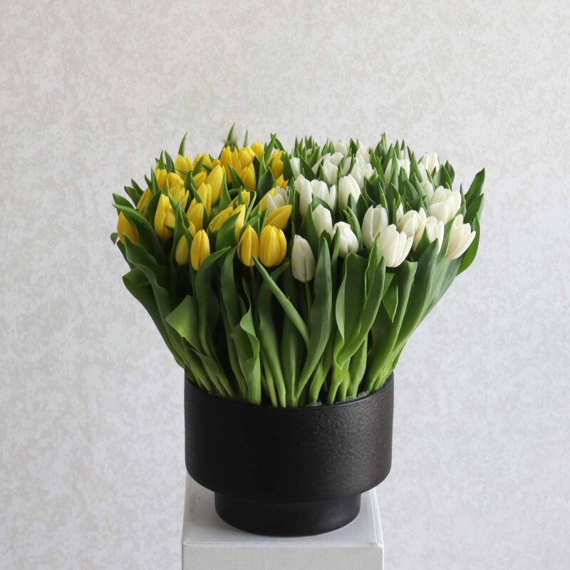 Surprise White & Yellow
