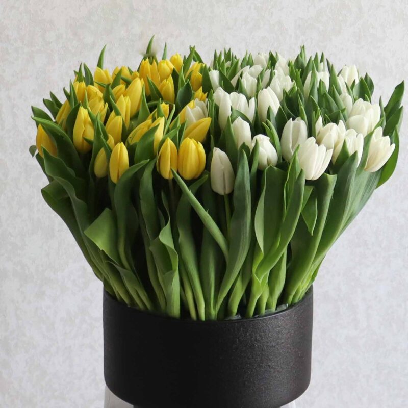 Surprise White & Yellow - Image 2