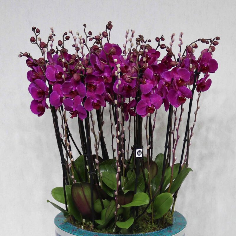 Royal Orchid Bloom - Image 2