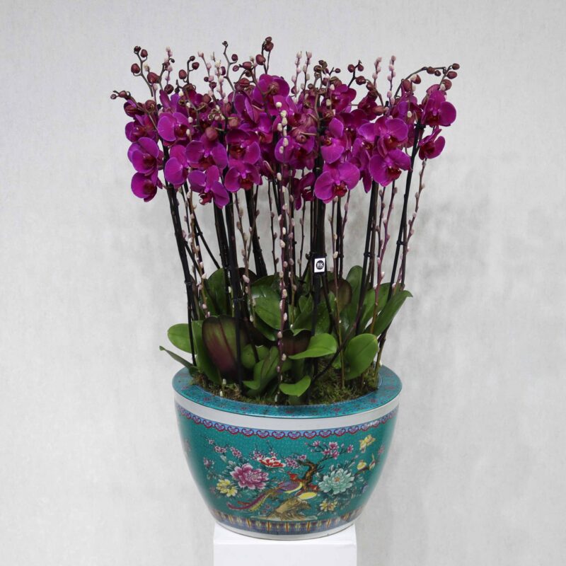 Royal Orchid Bloom
