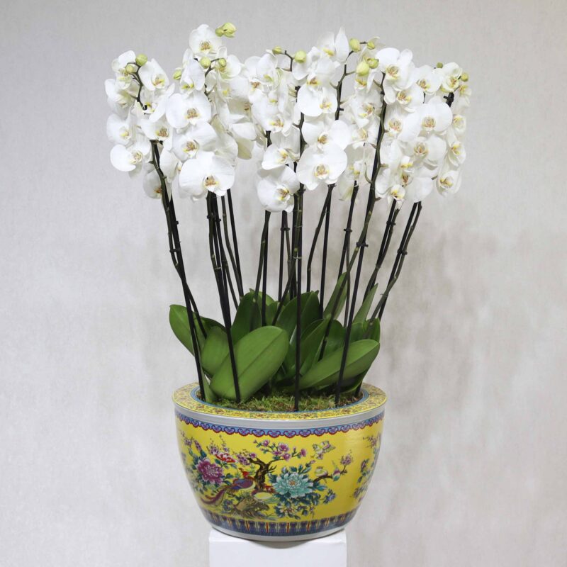Royal Bloom Light