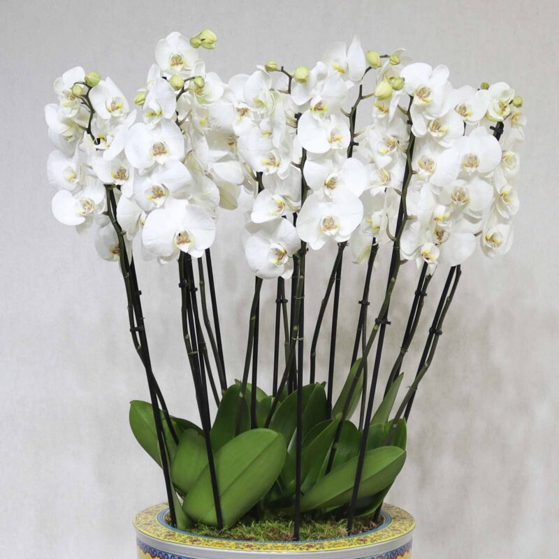 Royal Bloom Light - Image 2