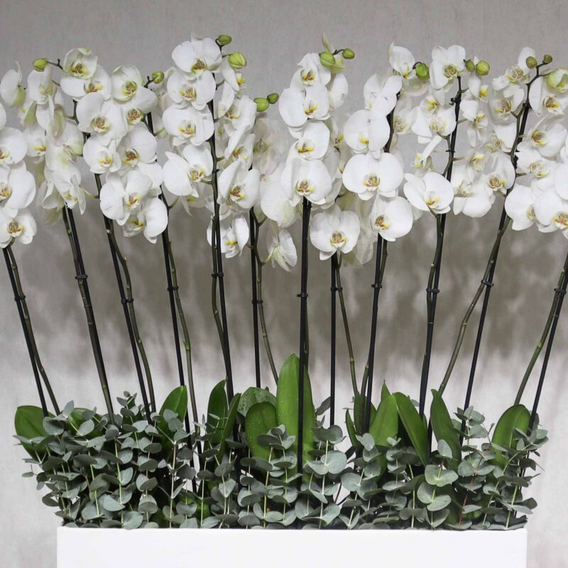 Luxury White - Image 2