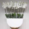 Luxury White