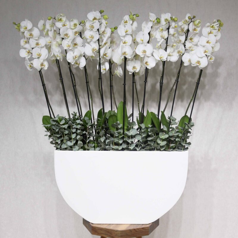 Luxury White