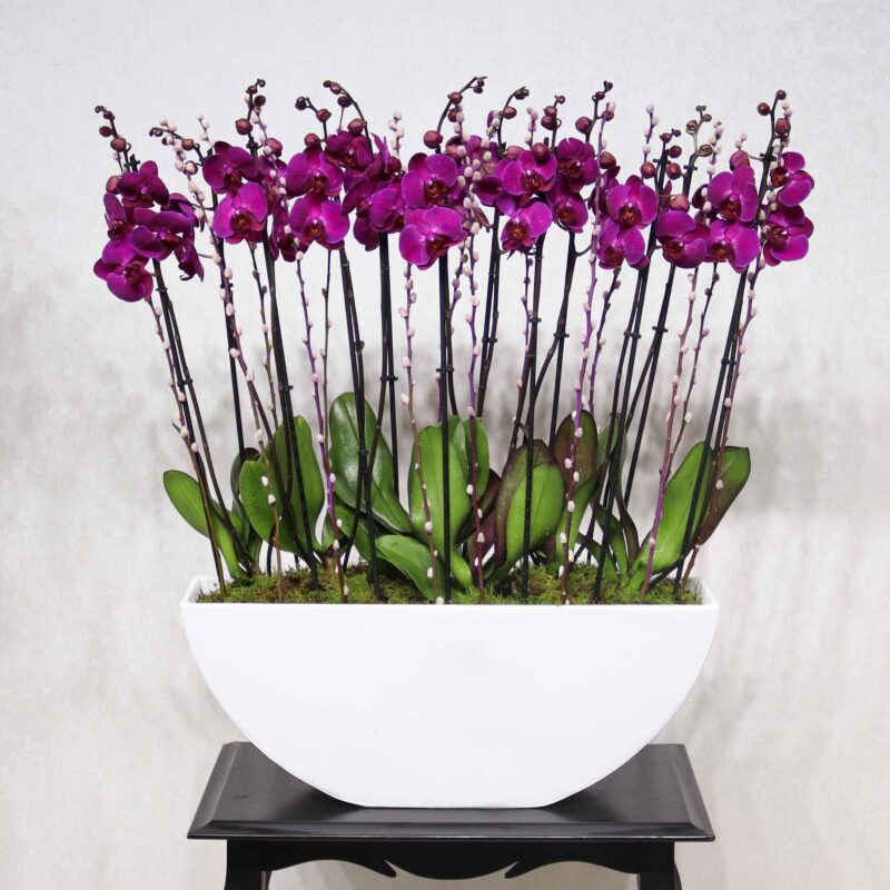 Blissful Orchid
