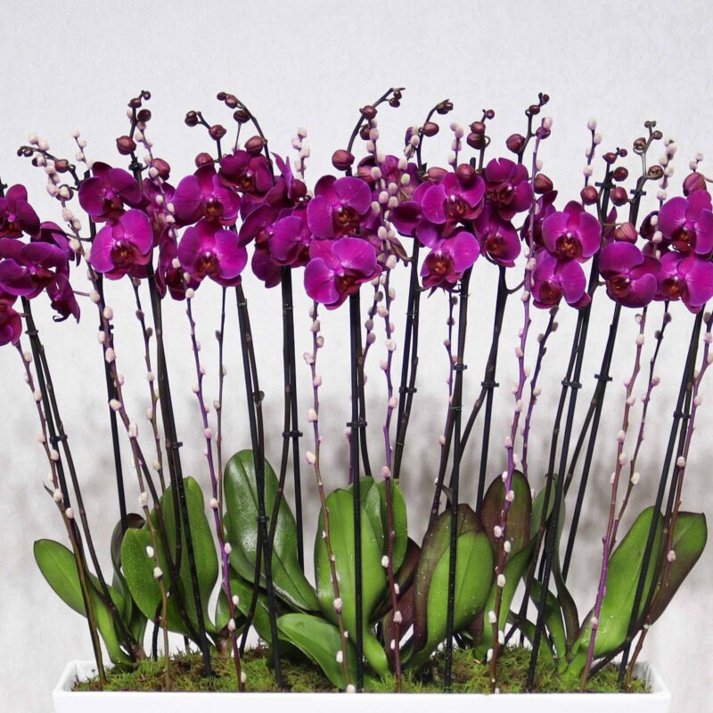 Blissful Orchid - Image 2