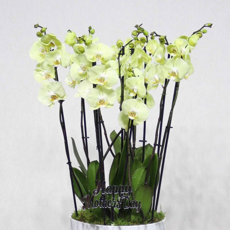 Bloom For Mom - Image 2