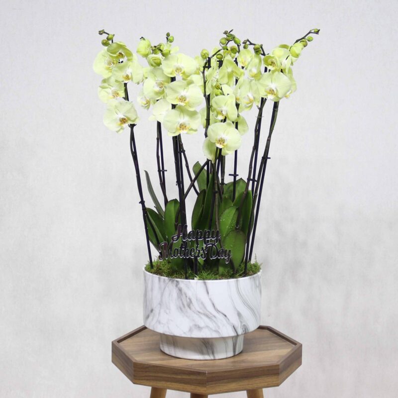 Bloom For Mom