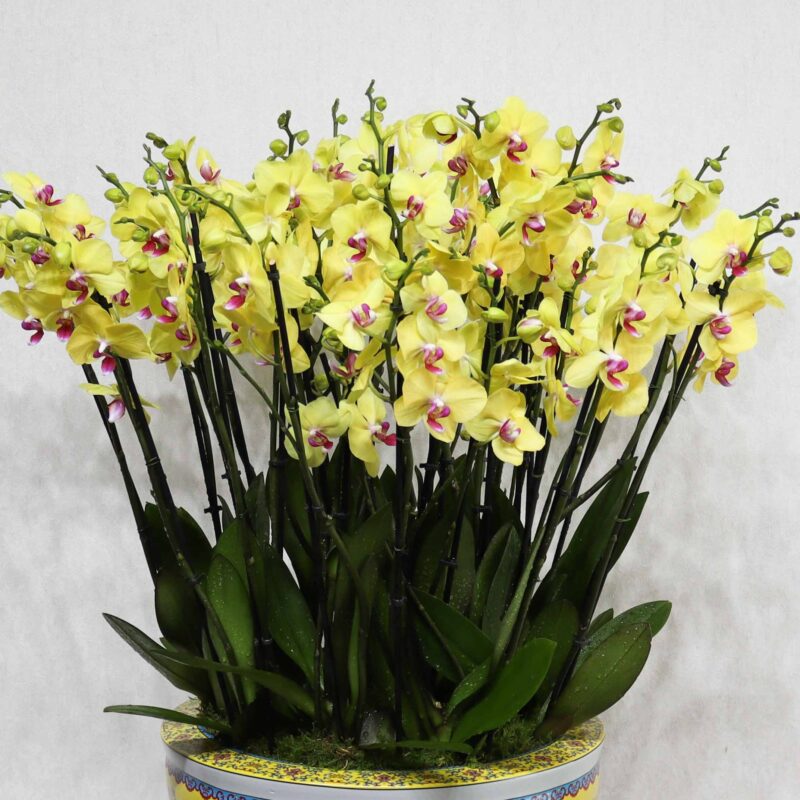 Yellow Combo - Image 2