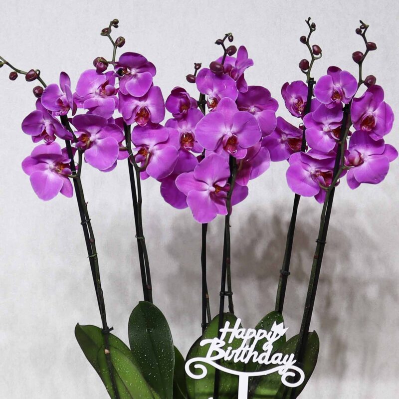 Blissful Orchid 2 - Image 2