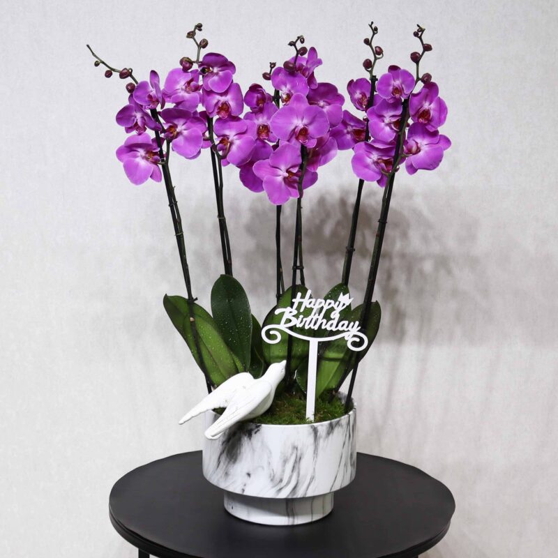 Blissful Orchid 2