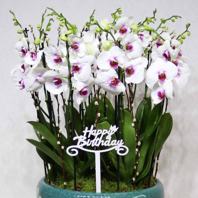 Blossom - Image 2