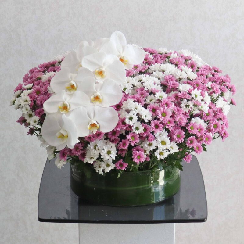 Blooming Chrysanthemum II