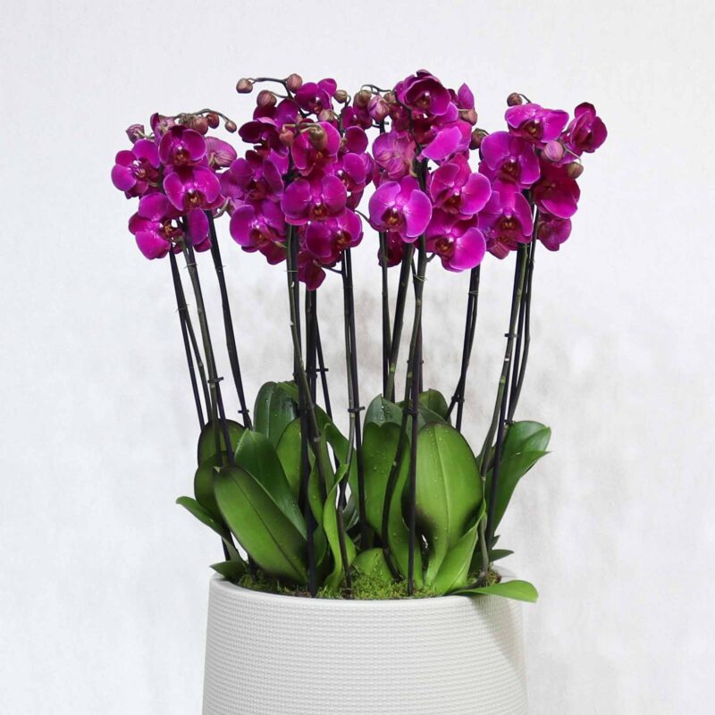 Purple Blooms - Image 2