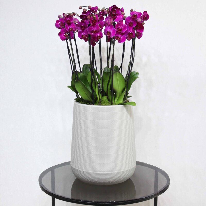 Purple Blooms