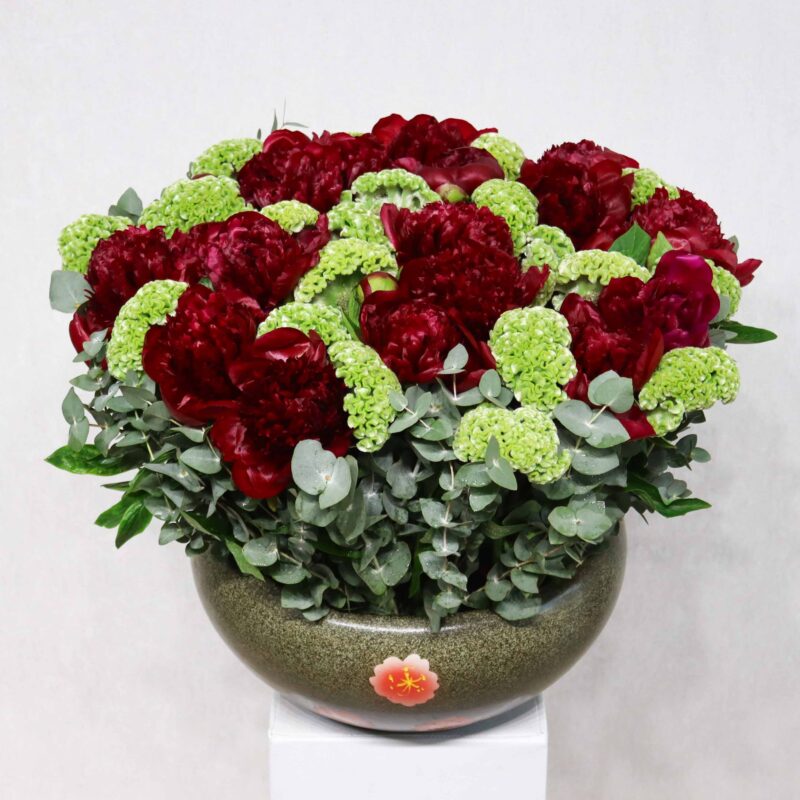 Red Peonies Blooms