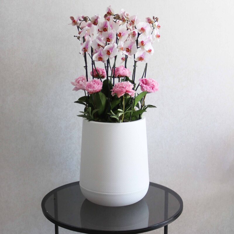 Pleasant Peonies
