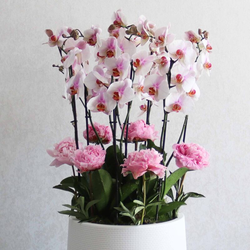 Pleasant Peonies - Image 2