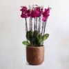 Purple Orchid
