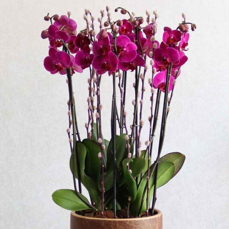 Purple Orchid - Image 2