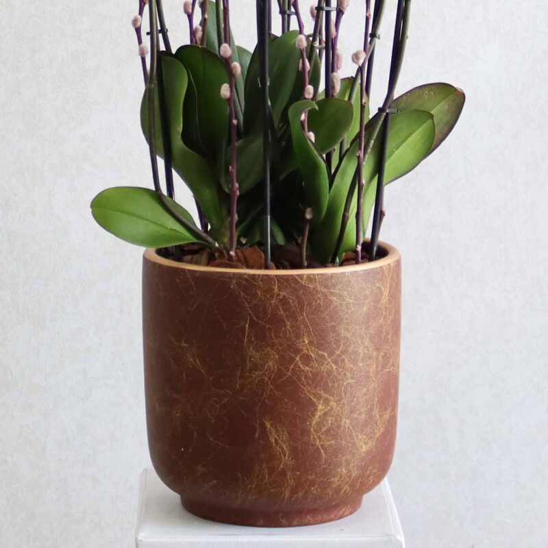 Purple Orchid - Image 3
