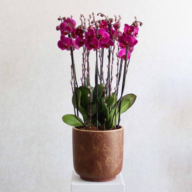 Purple Orchid