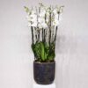 White Orchid