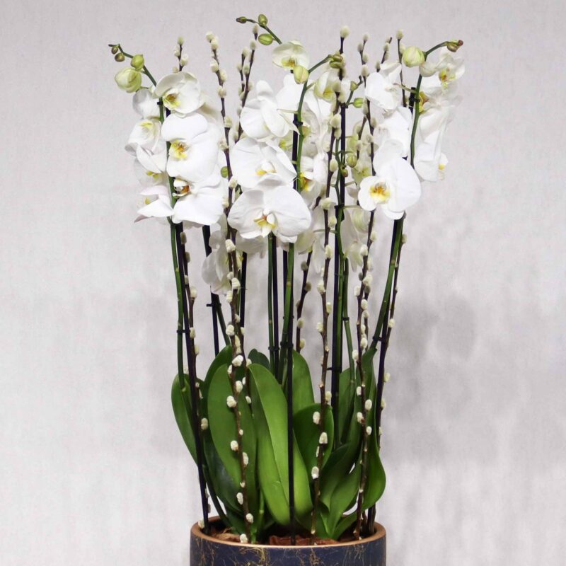 White Orchid - Image 2