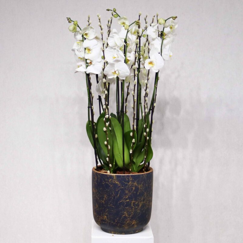 White Orchid
