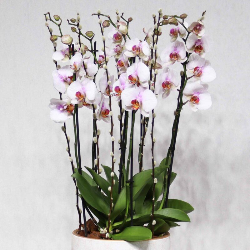 Mild Pink Bloom - Image 2