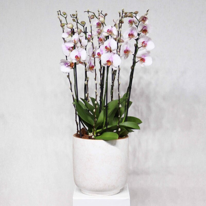 Mild Pink Bloom