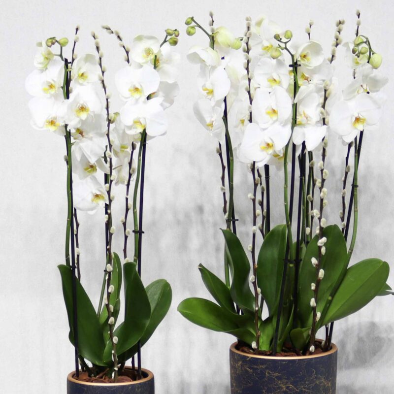 Double White - Image 2