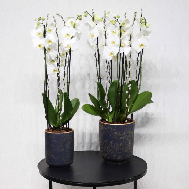 Double White