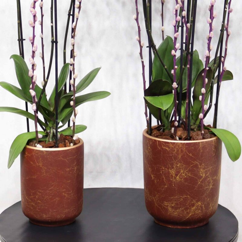 Double Purple - Image 3