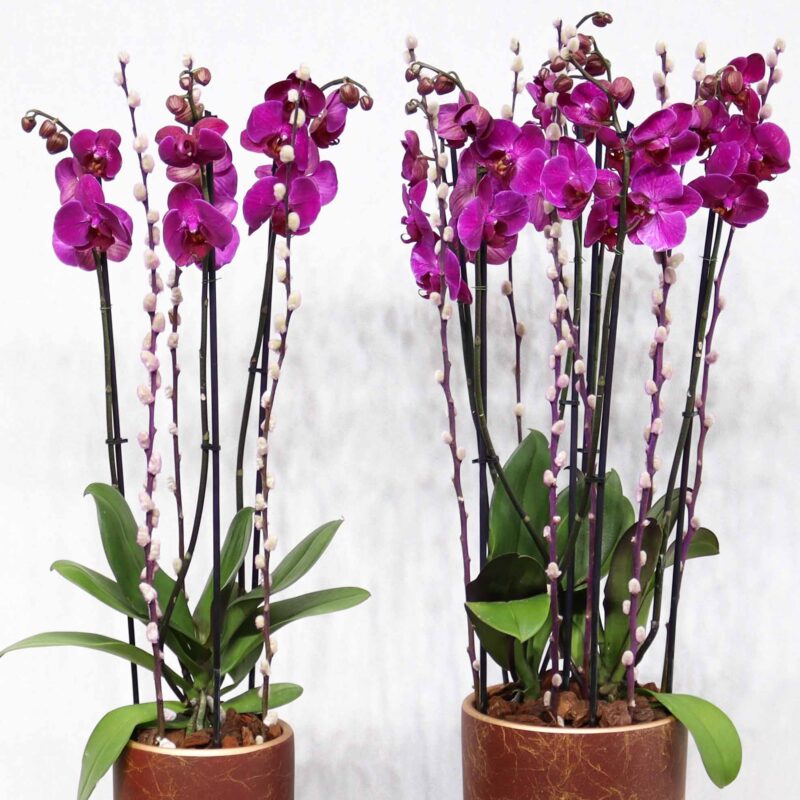 Double Purple - Image 2