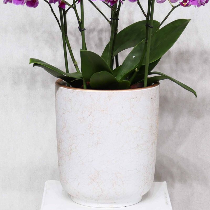 Mini Pink - Image 3