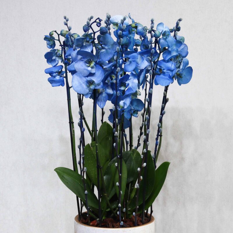 Blue Blooms - Image 2