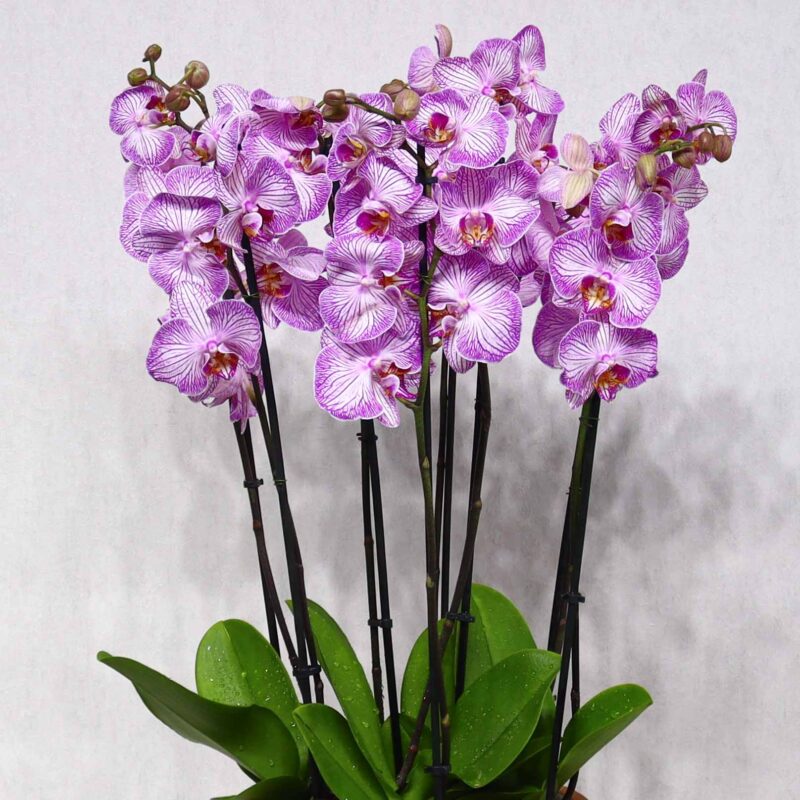 Pink Tiger Orchid - Image 2
