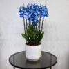 Blue Blooms