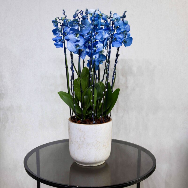 Blue Blooms