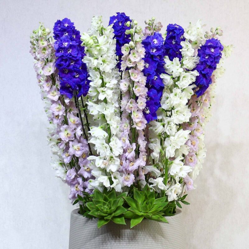 Elegant Delphinium - Image 2