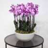 Pink Orchid II